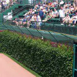Ivy on brick at Wrigley Field