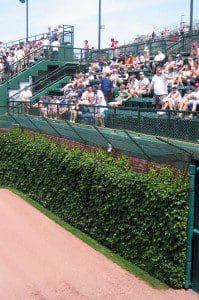 Ivy on brick at Wrigley Field